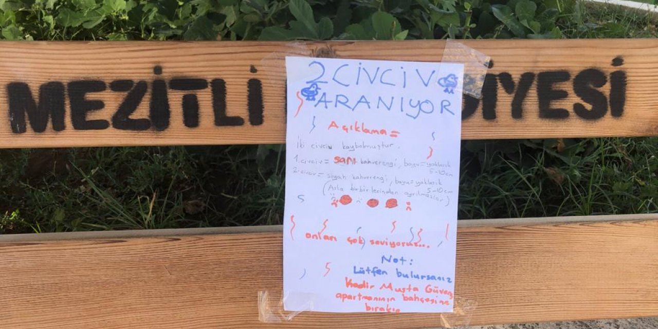 MERSİN’DE BİR ÇOCUK KAYIP CİVCİVLERİNİ ARIYOR: “ASLA BİRBİRLERİNDEN AYRILMAZLAR”