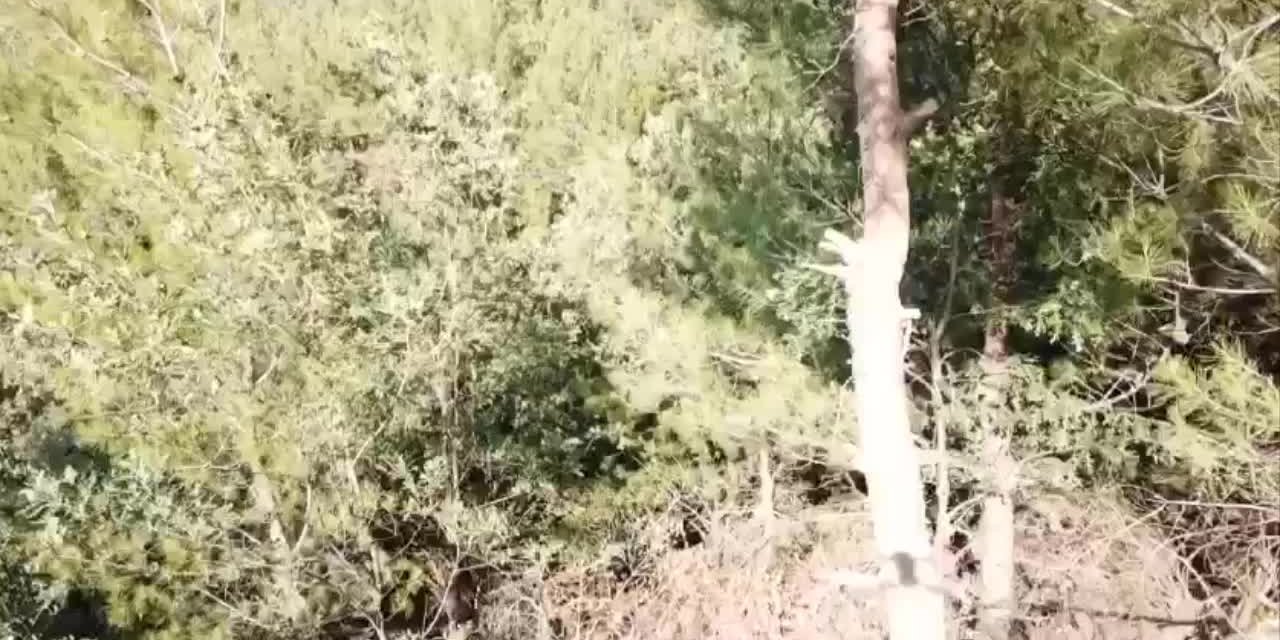 İZMİR'DE 2 BİN 122 KÖK KENEVİR ELE GEÇİRİLDİ