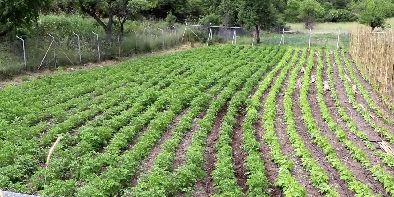 BOLU ATA TOHUMLARININ ÜRETİM MERKEZİ OLACAK