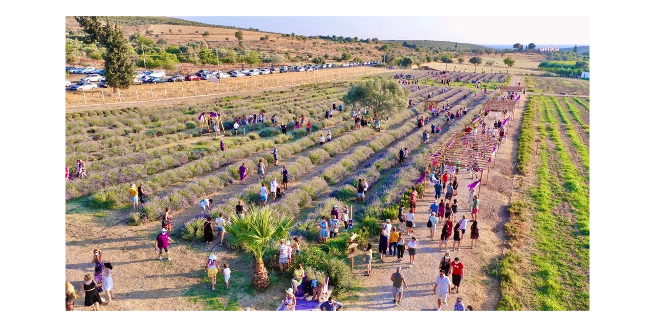 DİDİM’DE LAVANTA FESTİVALİ RENKLİ GÖRÜNTÜLERE SAHNE OLDU