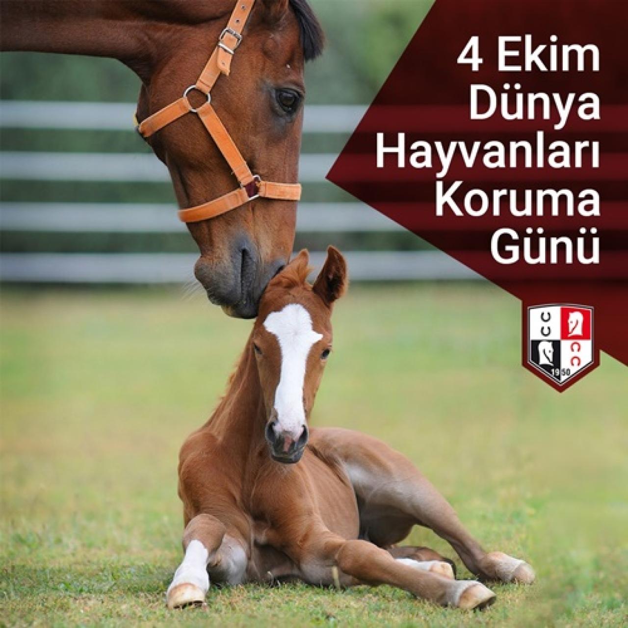 4 Ekim Dünya Hayvanları Koruma Günü