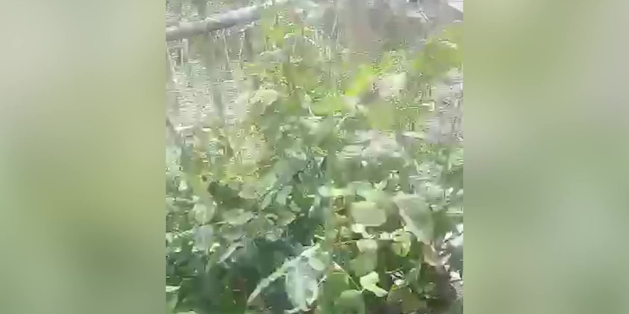 IĞDIR’DA DOLU VE FIRTINA EKİLİ ALANLARA ZARAR VERDİ