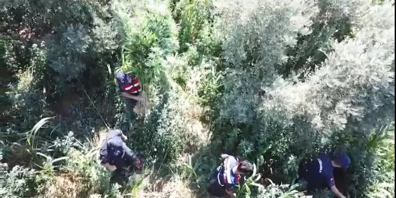 İZMİR'DE 5 BİN 847 KÖK EKİLİ KENEVİR ELE GEÇİRİLDİ