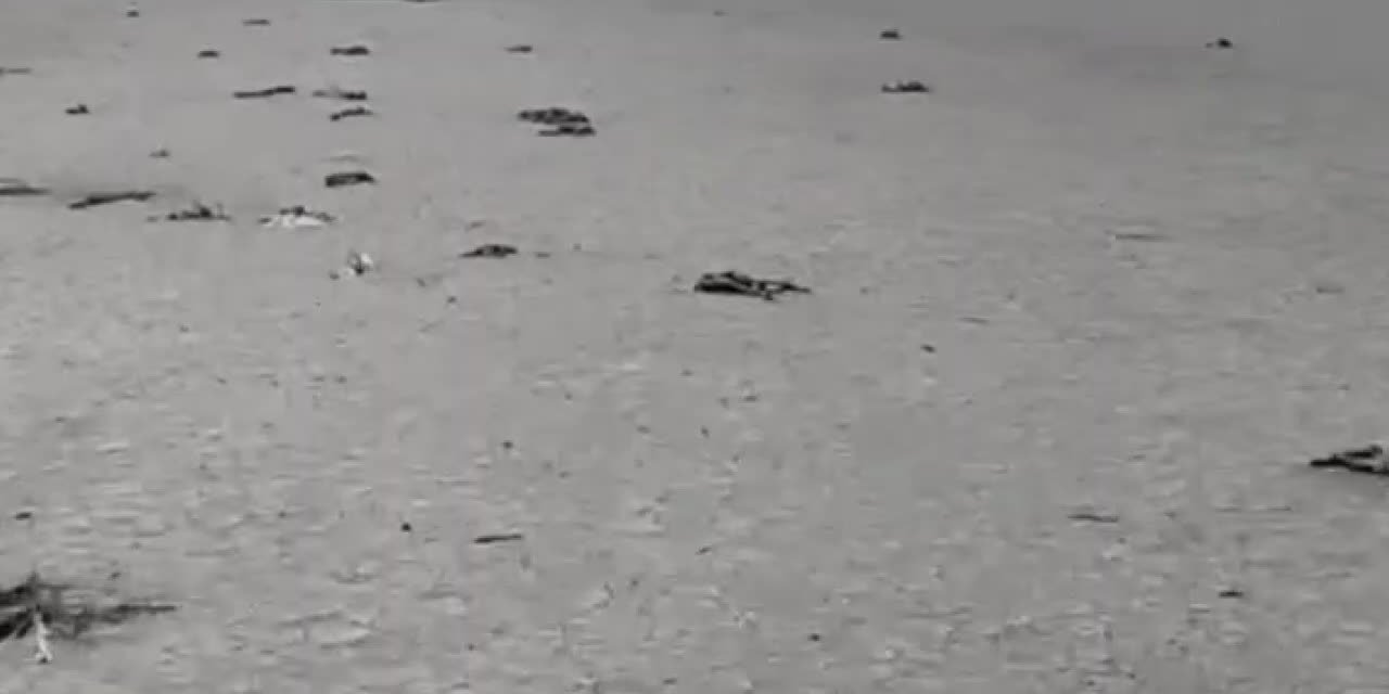 BİNLERCE FLAMİNGO SUSUZLUKTAN ÖLDÜ: "VAHŞİ SULAMANIN NE KADAR TEHLİKELİ OLACAĞINI AKTARDIM YETKİLİLER İLGİLENMEDİ"