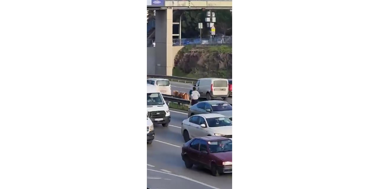 MALTEPE’DE E5’TE SAHİBİNDEN KAÇAN BÜYÜKBAŞ HAYVANI KOVALAMA ANLARI KAMERADA