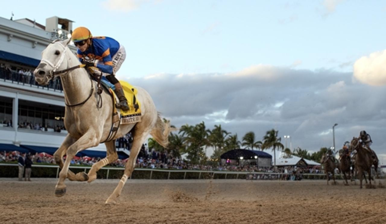 Pegasus World Cup’ta zafere ulaşan White Abarrio oldu