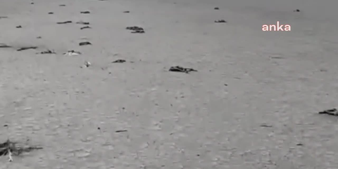 ÇEVRE BAKANLIĞI, TUZ GÖLÜ’NDEN SU ÇEKİLMESİNİ 4 AY ÖNCE YASAKLAMIŞ: FLAMİNGOLAR GÖZ GÖRE GÖRE ÖLMÜŞ