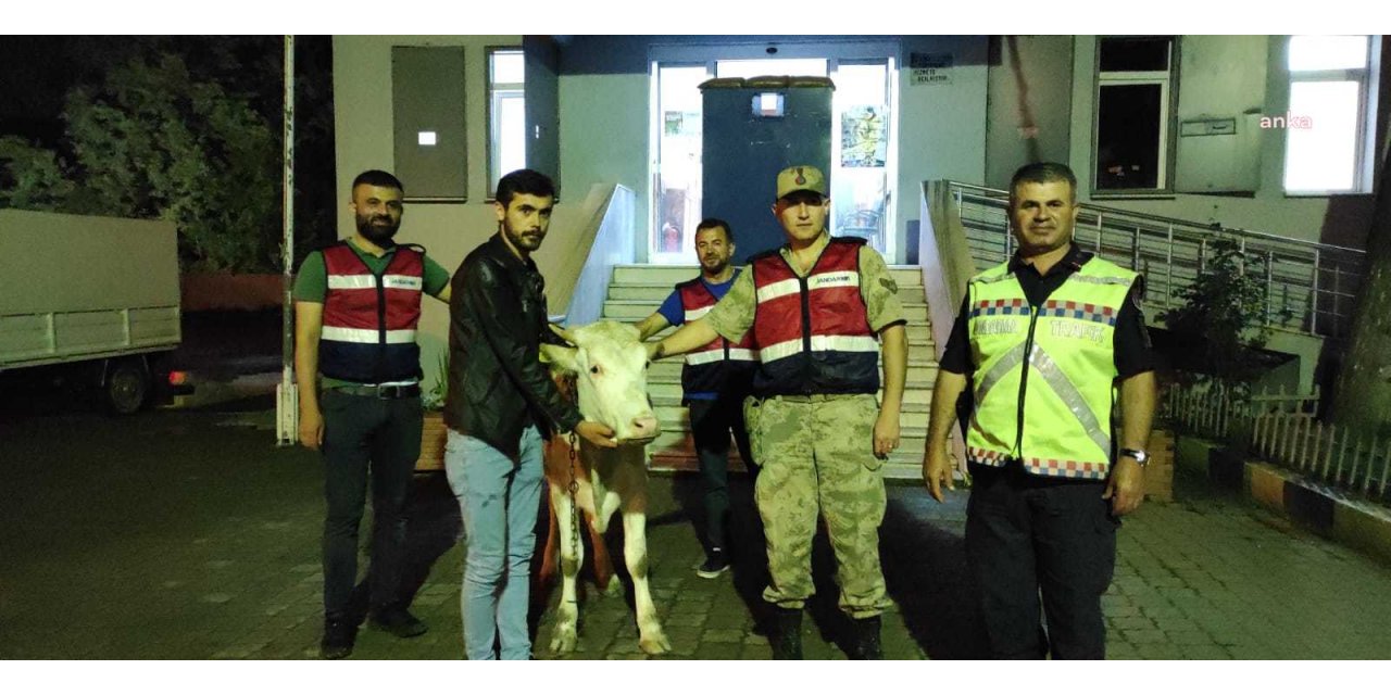 GİRESUN’DA İNEK ÇALAN ÜÇ KİŞİ YAKALANDI
