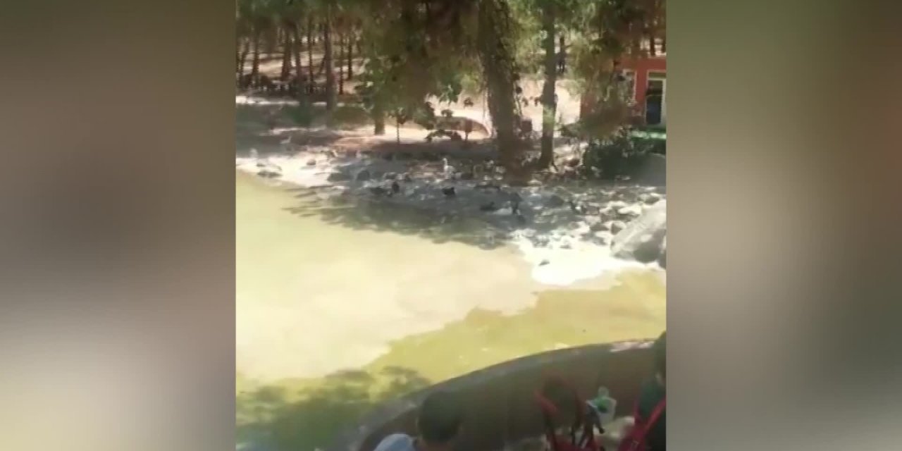 GAZİANTEP HAYVANAT BAHÇESİ’NDE ARSLAN, BAKICISINI YARALADI