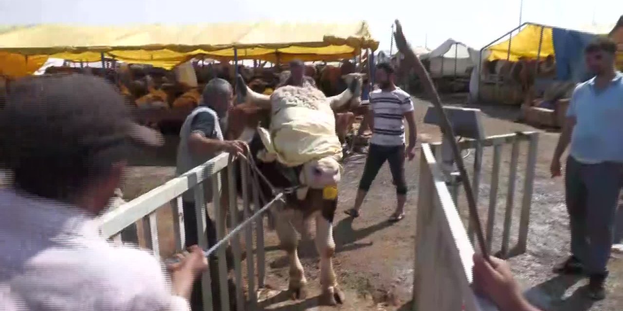 ÜRETİCİ UMDUĞUNU BULAMADI: "KURBANLIKLAR PAZAR YERİNDE ÇAKILI KALDI"