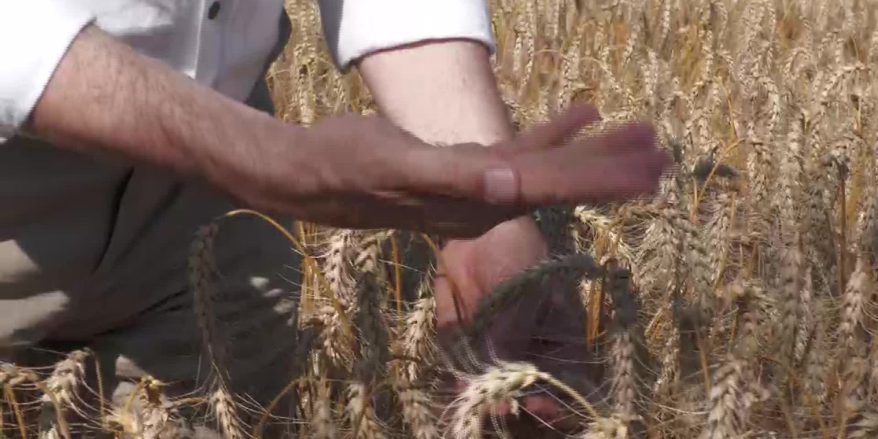 CHP'Lİ GAYTANCIOĞLU: AKP HÜKÜMETİNİN BUĞDAY POLİTİKASI İFLAS ETTİ