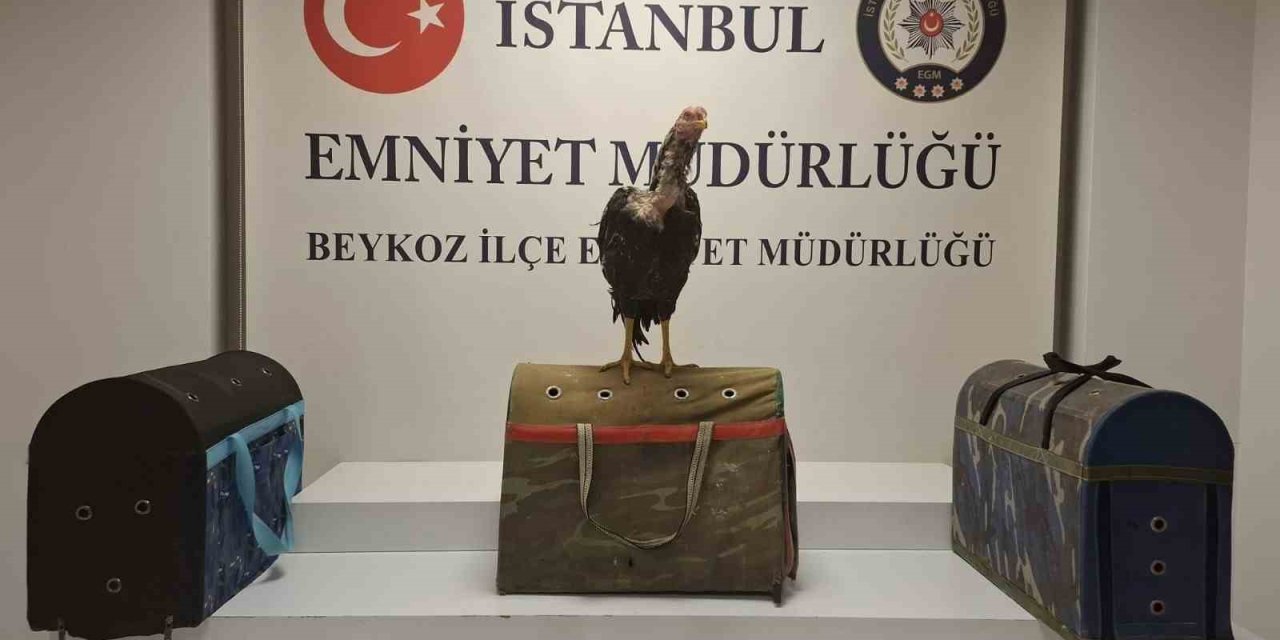 BEYKOZ’DA HOROZ DÖVÜŞÜNE POLİS BASKINI: 21 KİŞİYE 194 BİN LİRA CEZA