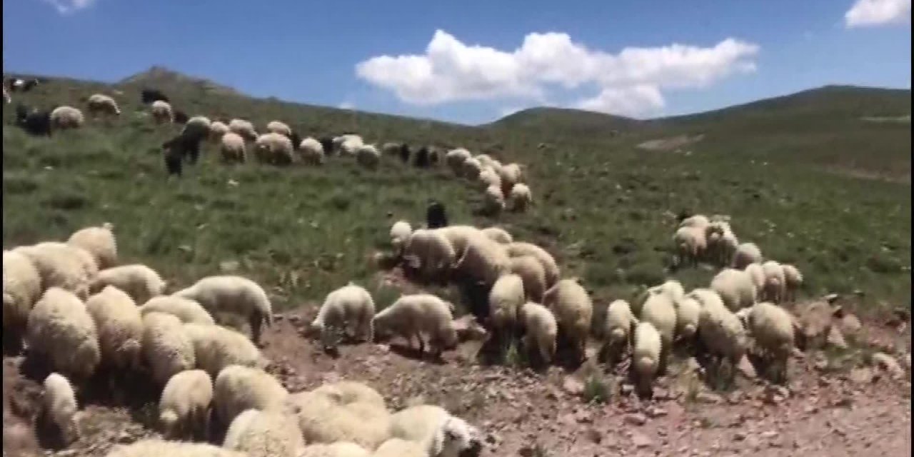 SİVAS'IN MURSAL KÖYÜ SAKİNLERİ, MERALARININ GÖÇERLERE KİRALANMASI NEDENİYLE HAYVANLARINI OTLATAMAYACAK DURUMA GELDİ