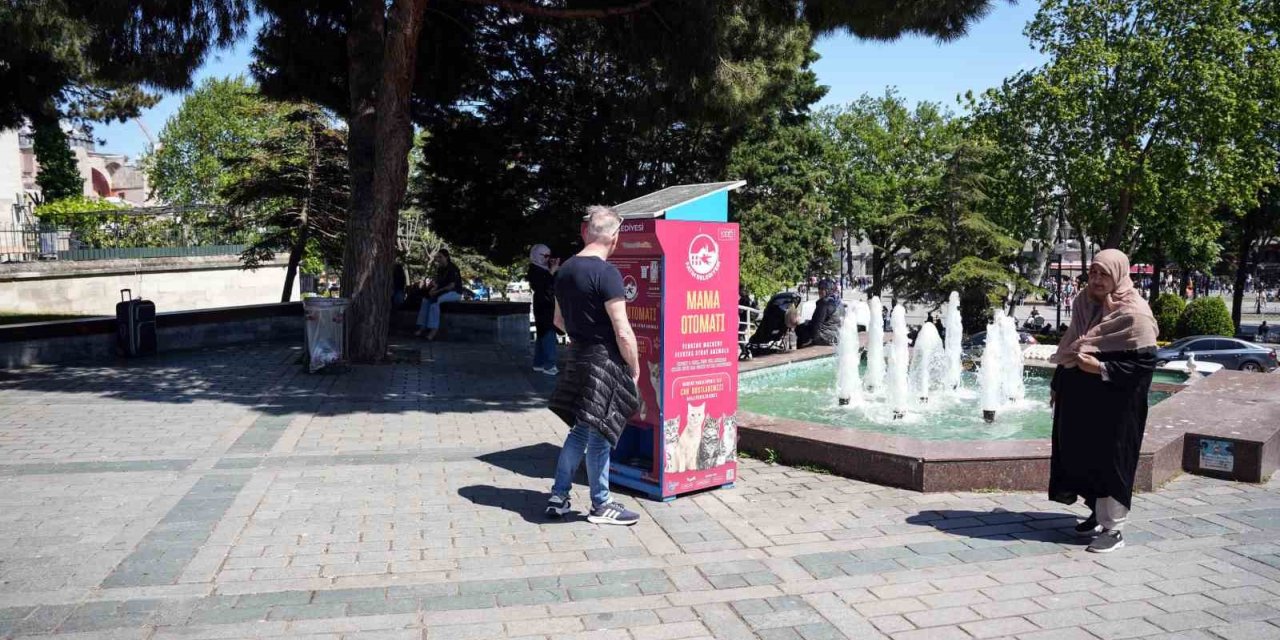İSTANBUL’DA KEDİ TAKLİDİ YAPAN MARTILARIN MAMA AVI KAMERADA