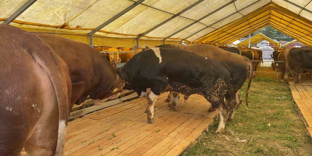 KURBAN BAYRAMI’NA SAYILI GÜNLER KALA İSTANBUL’DA KURBAN PAZARLARI HAREKETLENDİ
