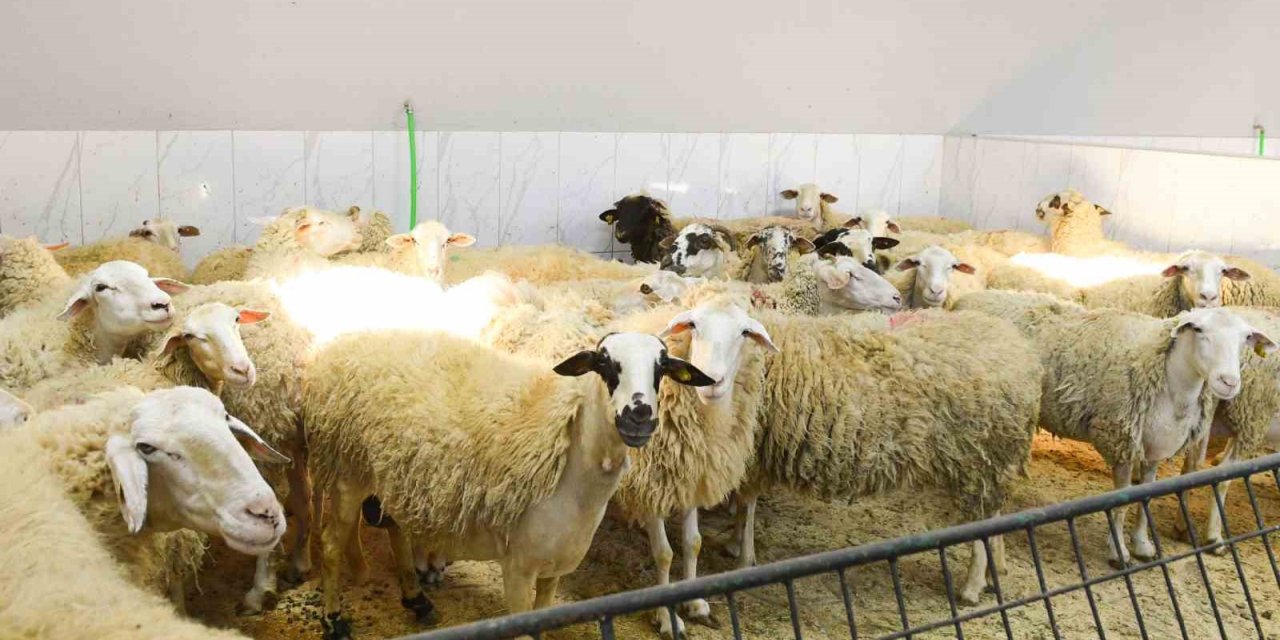 ŞİŞLİ’DE KURBAN SATIŞ VE KESİM YERLERİ DENETLENDİ