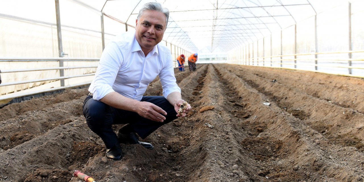 MURATPAŞA BELEDİYESİ'NİN DENEME ÜRETİMİ YAPTIĞI ZENCEFİLDEN OLUMLU SONUÇ