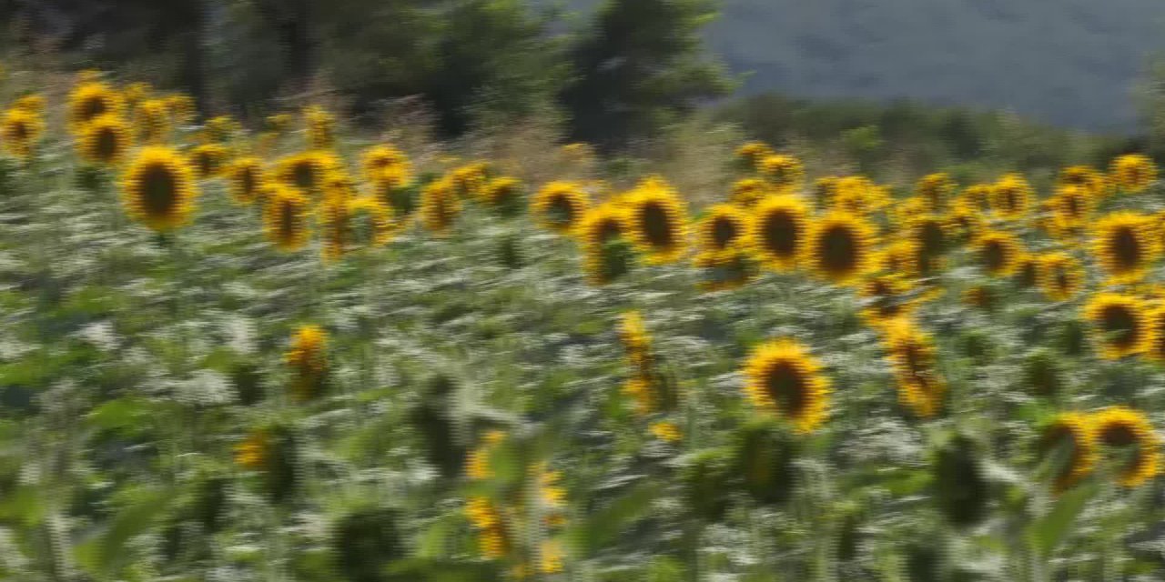CHP'Lİ GAYTANCIOĞLU: 1 TON AYÇİÇEK YAĞININ FİYATI 6 BİN LİRA OLMALI