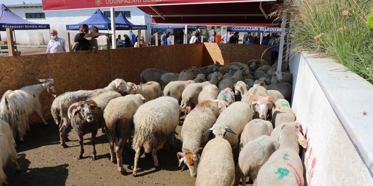 ODUNPAZARI BELEDİYESİ'NDEN ÜCRETSİZ VE HİJYENİK KURBAN KESİM HİZMETİ