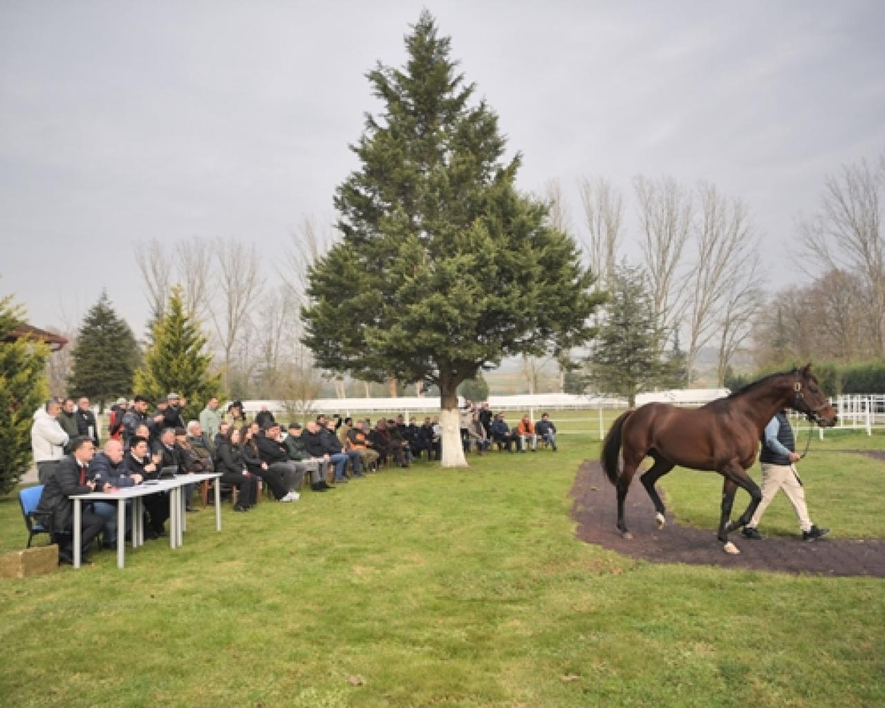 Aygır Tanıtım Günü İzmit Aşım İstasyonu'nda gerçekleşti