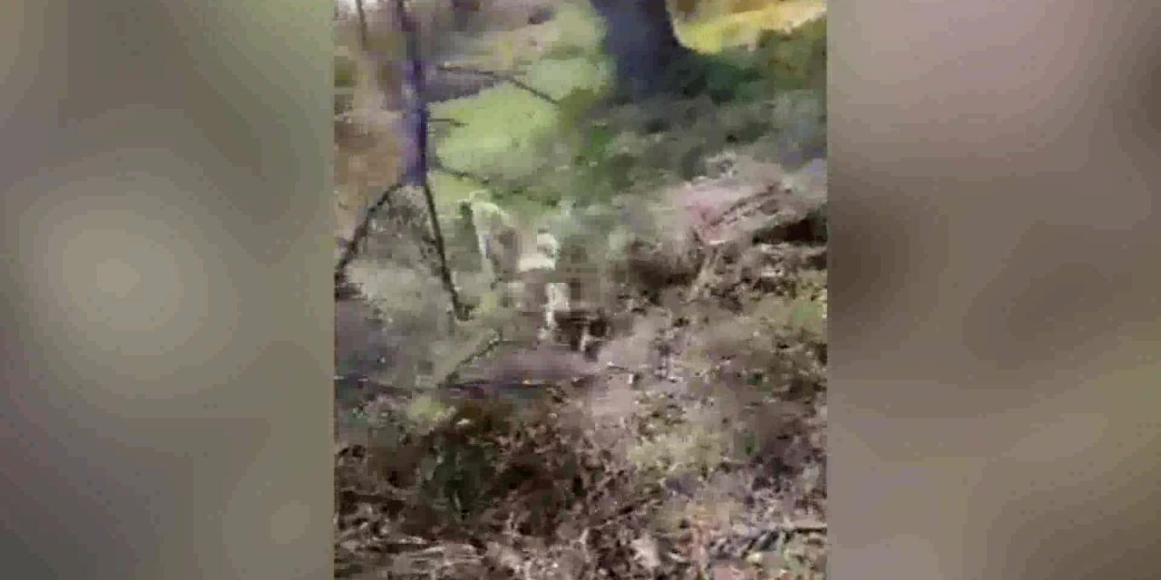 MUĞLA BÜYÜKŞEHİR BELEDİYESİ HAYVAN BAKIMEVİ'NDE MUCİZENİN ADI "ÖZNUR"