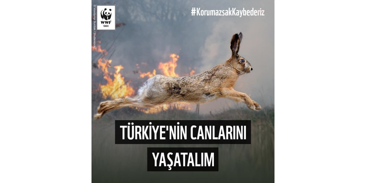WWF TÜRKİYE, ORMAN YANGINLARINDA YARALANAN CANLILAR İÇİN HAREKETE GEÇTİ
