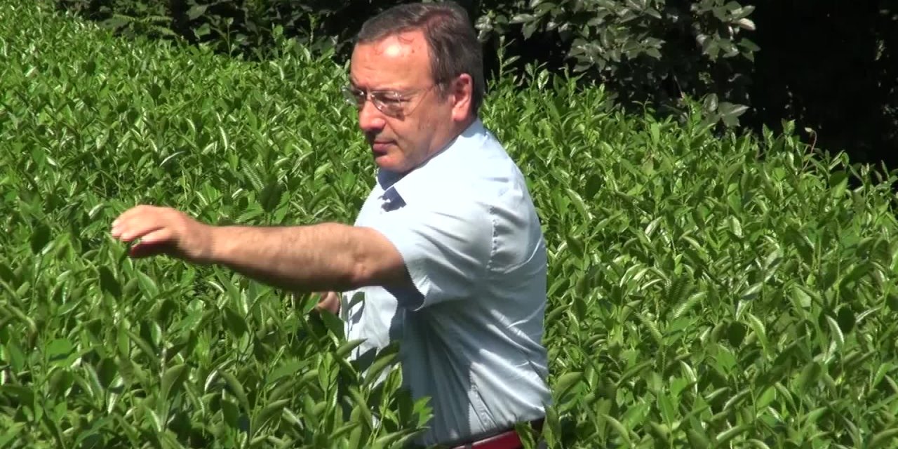 PANDEMİDE BEYAZ ÇAY STOKLARI TÜKENDİ