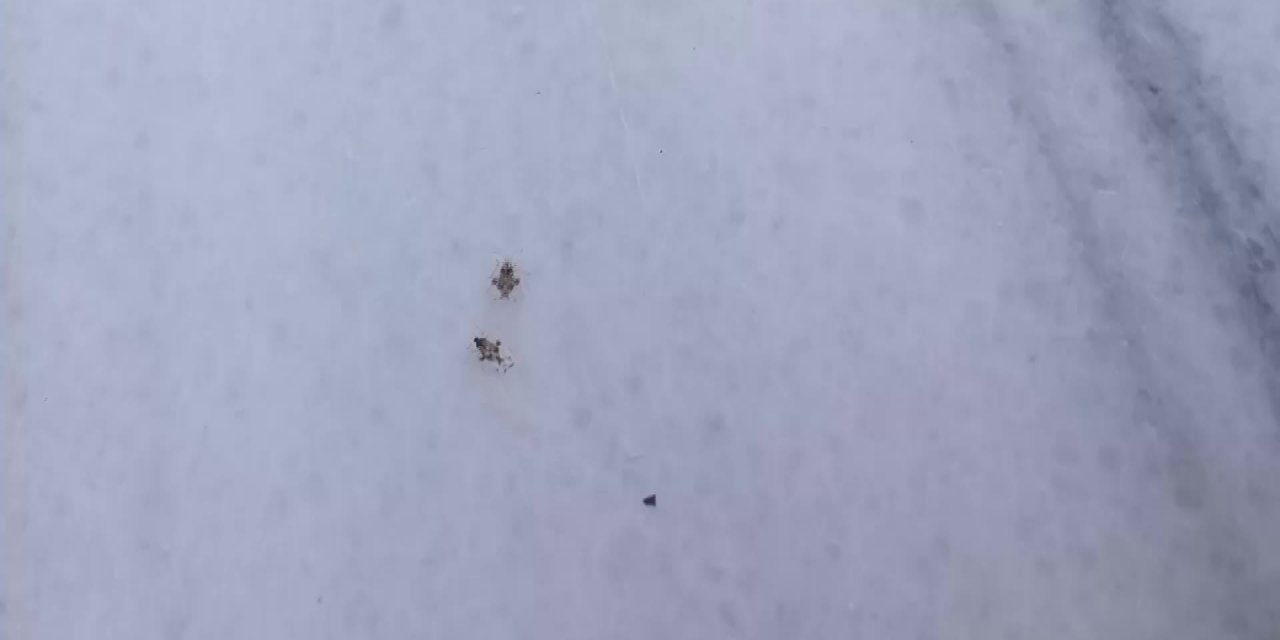 TEKİRDAĞ’DA DANTEL BÖCEĞİİSTİLASI