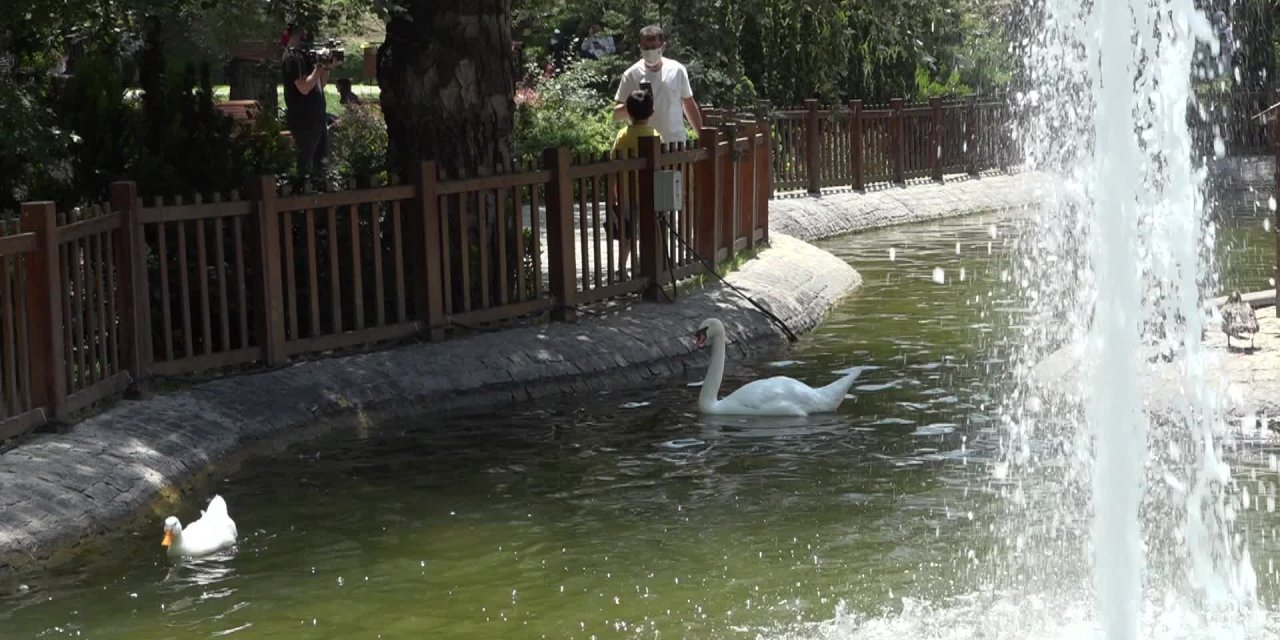 ANKARA'DA KUĞULU PARK'IN KUĞULARINA YAZ BAKIMI
