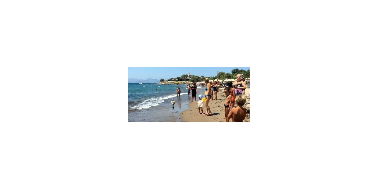 BODRUM’DA PLAJA İNEN YAVRU FLAMİNGO ŞAŞKINLIK YARATTI