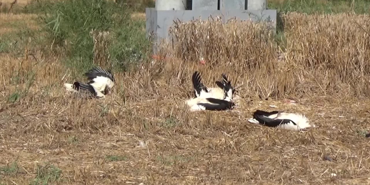 TEKİRDAĞ'DA YÜKSEK GERİLİME KAPILAN LEYLEKLER ÖLDÜ