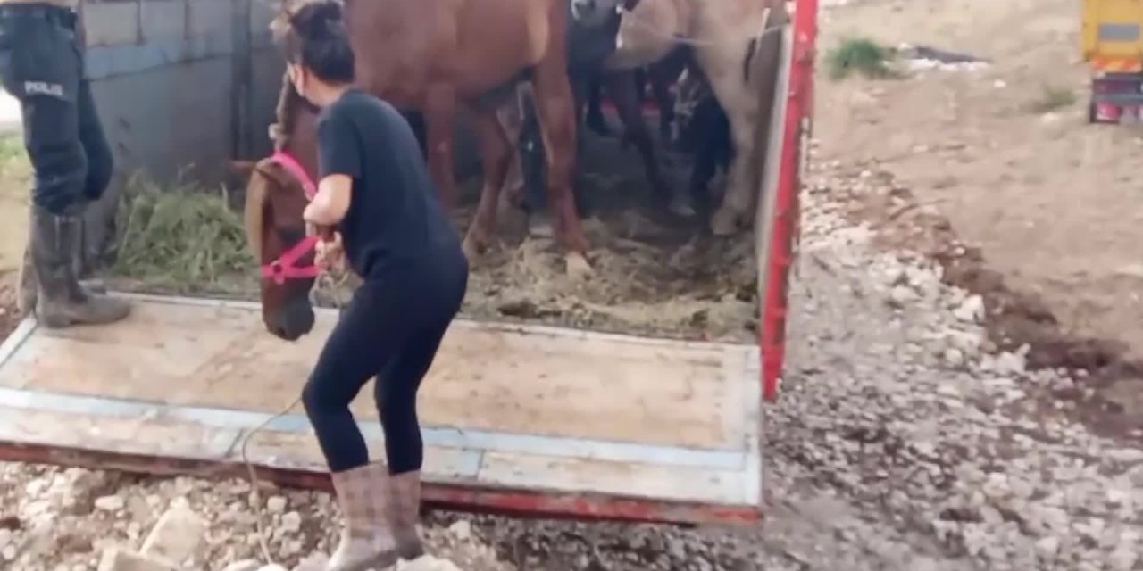 HOPA'DA TIR PARKINA TERKEDİLEN ATLARA, MAHKEME SÜRECİ BİTENE KADAR ÖZEL BİR ÇİFTLİKTE BAKILACAK