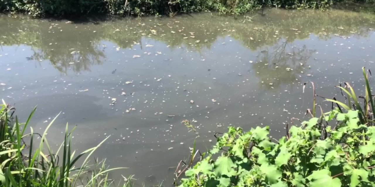SAKARYA’DA KORUMA ALTINDAKİ“ACARLAR LONGOZU’NU” BESLEYEN DERENİN SUYU KAPKARA