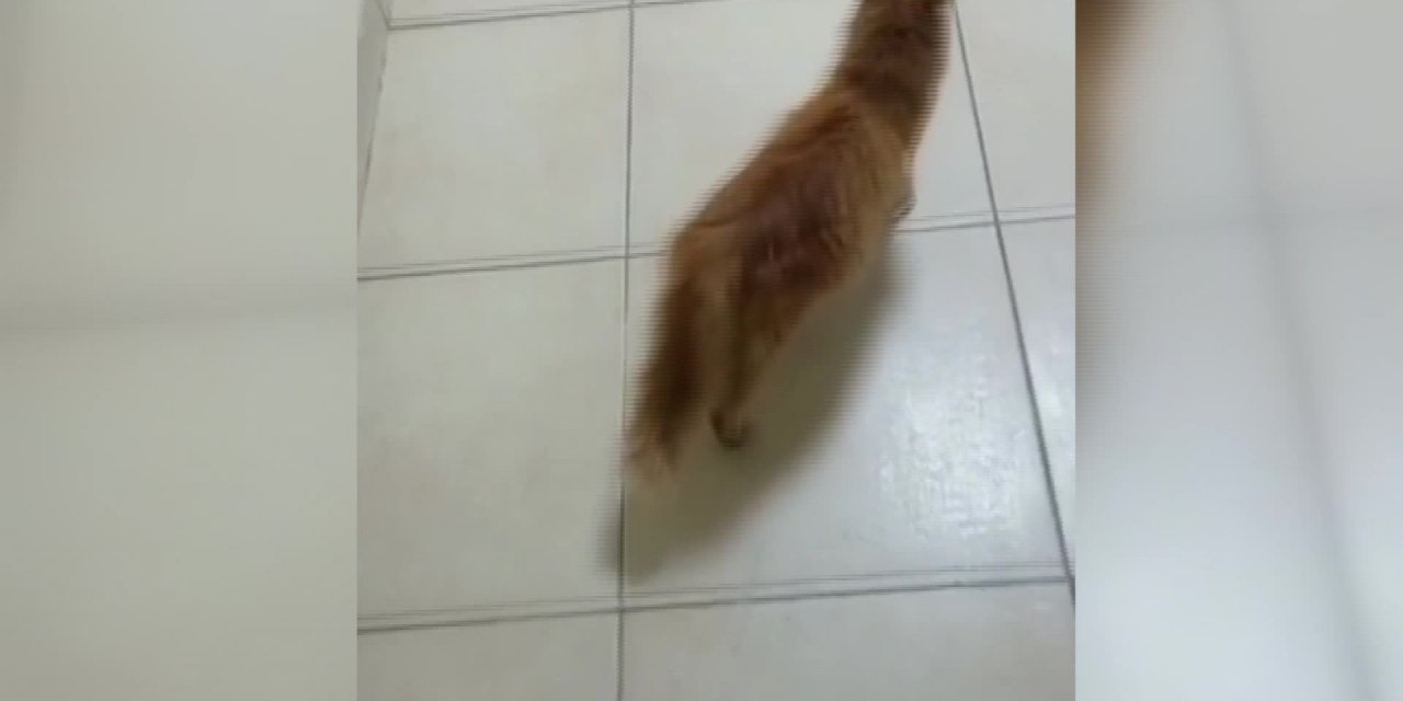 ANNE KEDİ, YAVRULARINI DOKTORA GÖTÜRDÜ