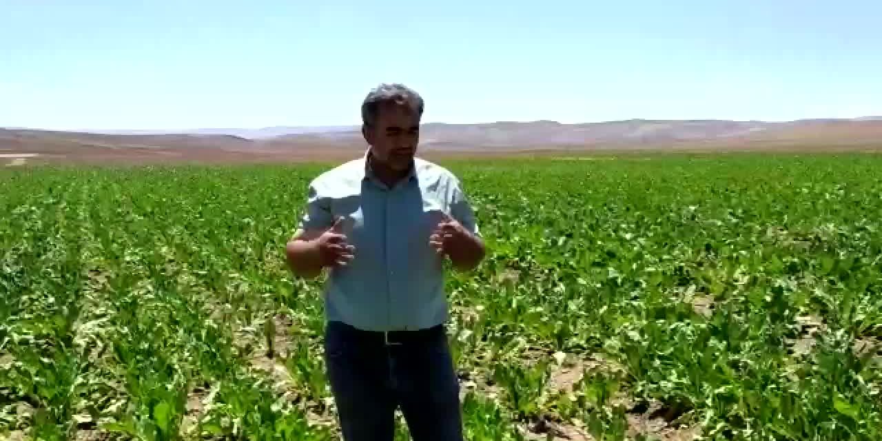 BAKAN PAKDEMİRLİ SÖZLEŞMELİ TARIMDAN SÖZ ETTİ, AMA ŞEKER PANCARI ÜRETİCİSİ BU MODELDEN ŞİKAYETÇİ: "ÜRÜN TARLADA KALDI"