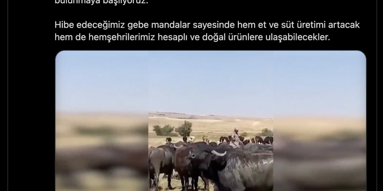 ANKARA BÜYÜKŞEHİR’DEN YENİ KIRSAL KALKINMA HAMLESİ: MANDA DESTEĞİ BAŞLIYOR