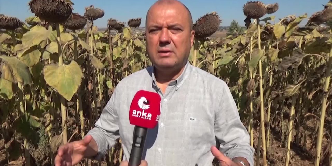 CHP’Lİ AYGUN: AYÇİÇEĞİ TABAN FİYATI 6 LİRA OLMALI