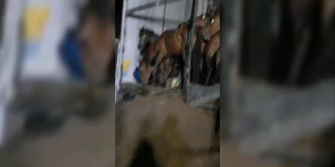 ARTVİN'DE TIR DOLUSU ATA HAYVANSEVERLER SAHİP ÇIKTI: "ATLAR PERİŞAN BİR HALDEYDİ"