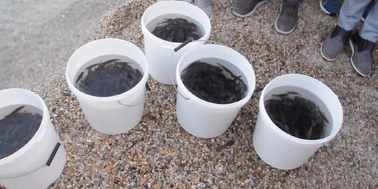 30 BİN YAVRU BALIK DENİZLE BULUŞTU
