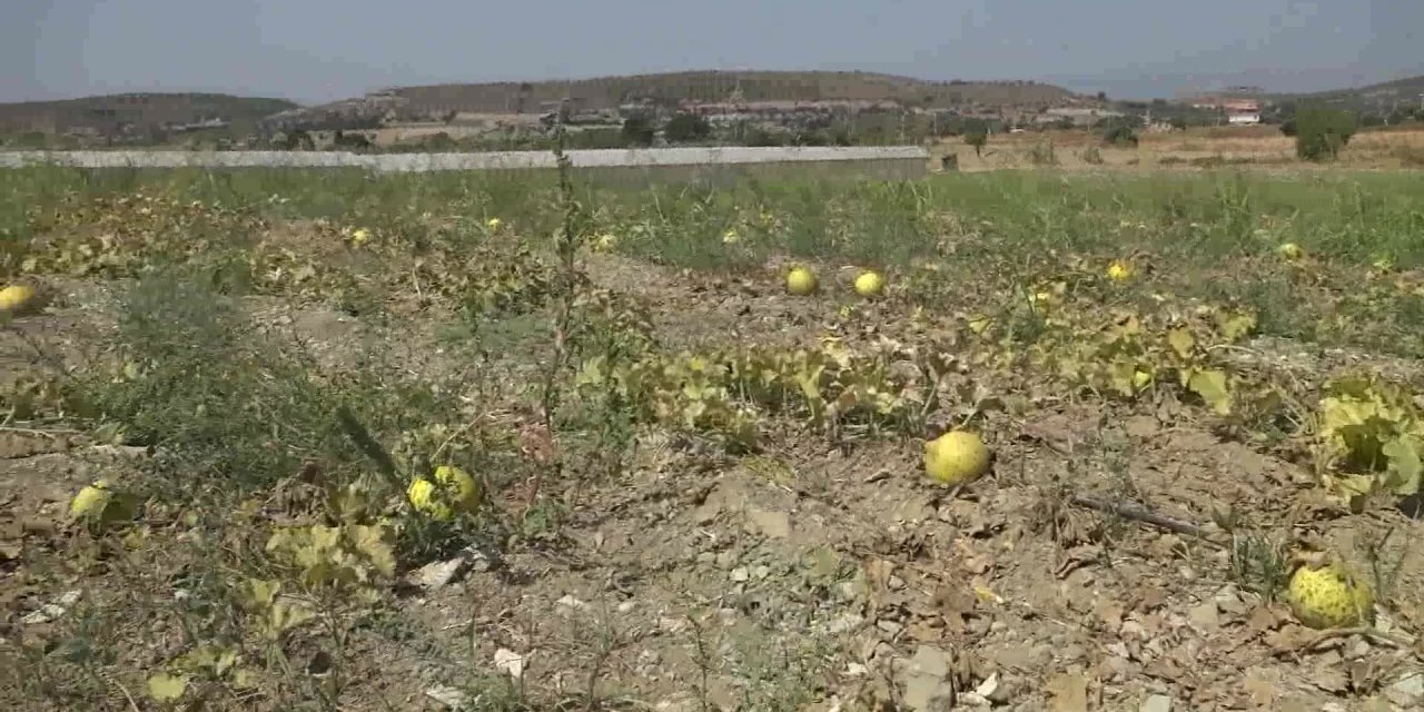 ÇEŞME KAVUNUNA COĞRAFİ TESCİL