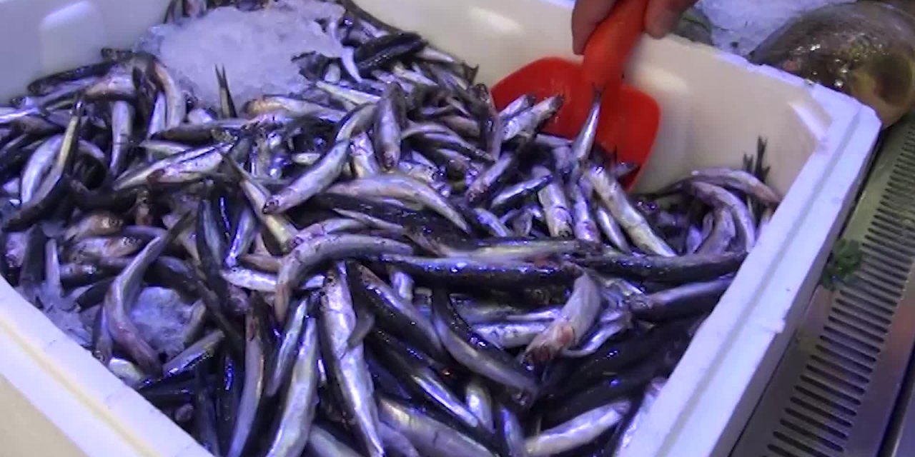 BALIK SEZONU KARS'TA DA BAŞLADI