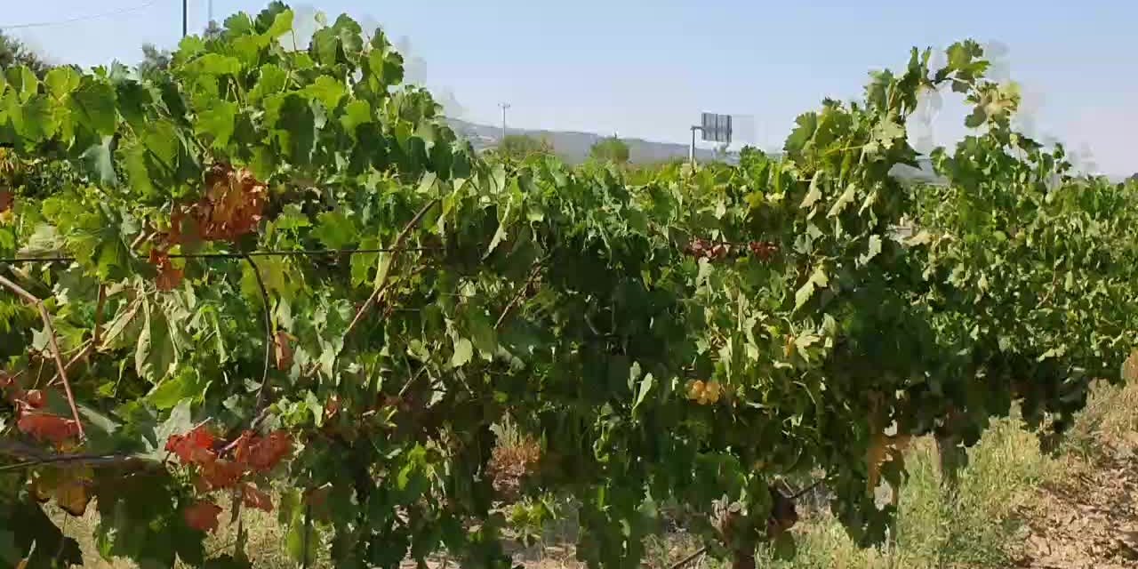 DENİZLİLİÜZÜM ÜRETİCİSİ: "TARİŞÜZÜM FİYATLARINI SEZONDAN ÖNCE AÇIKLAMIYOR, BU FİYATIN EN AZINDAN 17-18 (LİRA) OLMASI LAZIM"