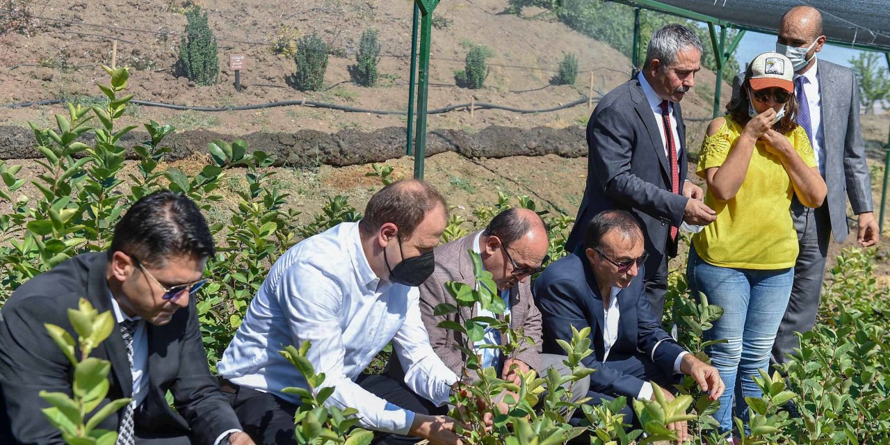 ANKARA BÜYÜKŞEHİR’DEN ARONYA MEYVESİİÇİN DESTEK