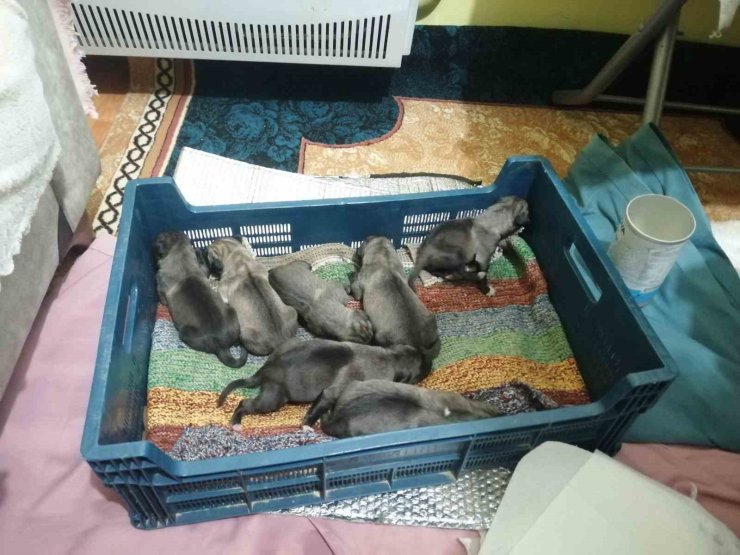 SANCAKTEPE’DE ÇÖP KONTEYNERİNE ATILMIŞ POŞET İÇİNDE 11 YAVRU KÖPEK BULUNDU