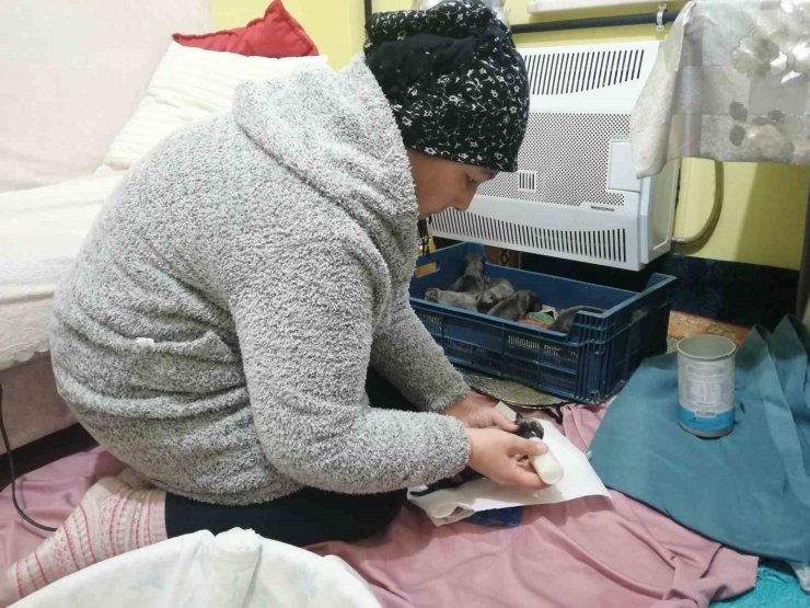 SANCAKTEPE’DE ÇÖP KONTEYNERİNE ATILMIŞ POŞET İÇİNDE 11 YAVRU KÖPEK BULUNDU