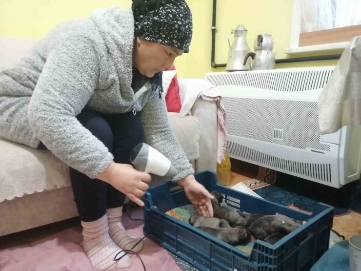 SANCAKTEPE’DE ÇÖP KONTEYNERİNE ATILMIŞ POŞET İÇİNDE 11 YAVRU KÖPEK BULUNDU