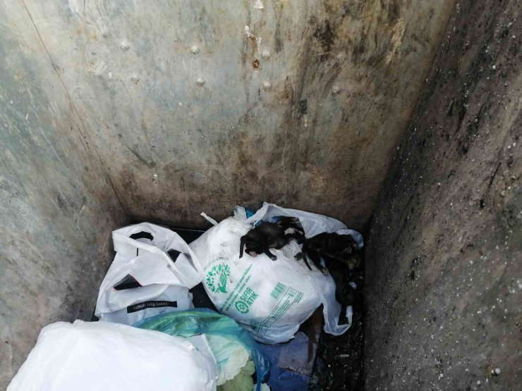 SANCAKTEPE’DE ÇÖP KONTEYNERİNE ATILMIŞ POŞET İÇİNDE 11 YAVRU KÖPEK BULUNDU