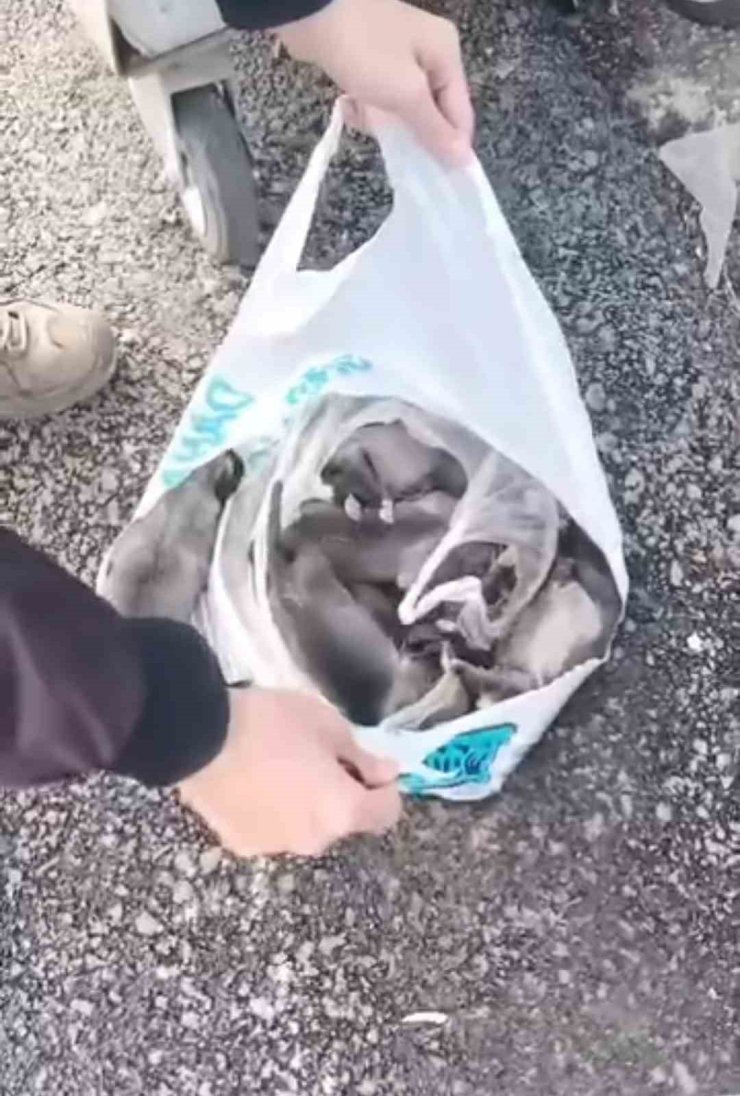 SANCAKTEPE’DE ÇÖP KONTEYNERİNE ATILMIŞ POŞET İÇİNDE 11 YAVRU KÖPEK BULUNDU