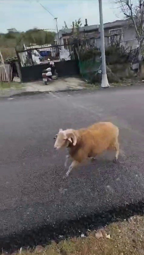 BEYKOZ’DA KOÇ, TEMİZLİK İŞÇİLERİNE ZOR ANLAR YAŞATTI