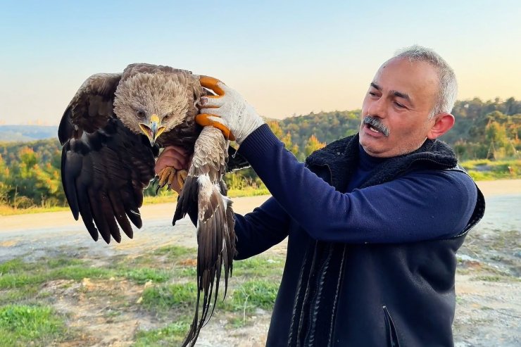 ARNAVUTKÖY’DE ORMANDA OT TOPLAYAN VATANDAŞ YARALI KAYA KARTALI BULDU